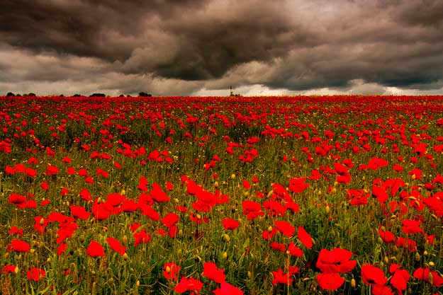 photo of field of poppies