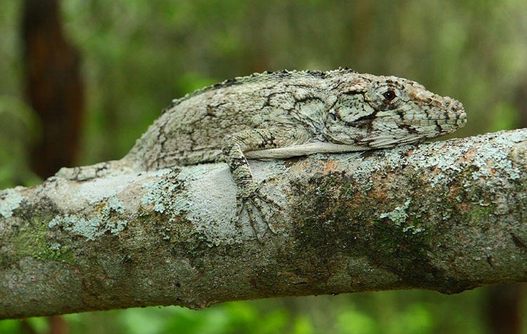 photo of lizard on a branch