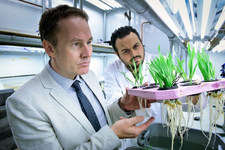 photo of Kronsucker with rice plants and grad student, examining roots