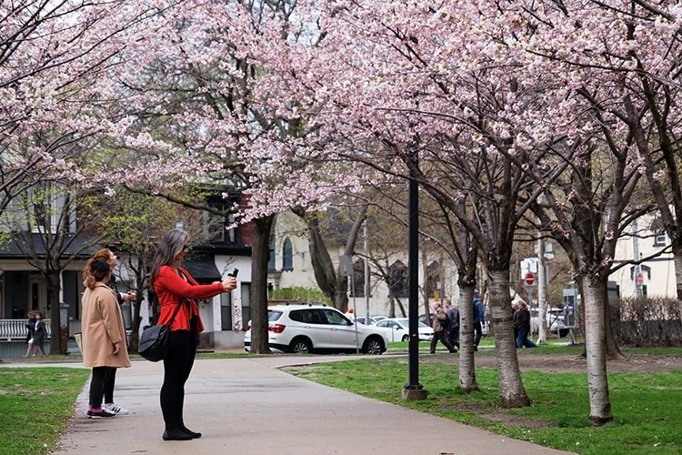 A woman takes a selfie beside U of T's cherry blossoms