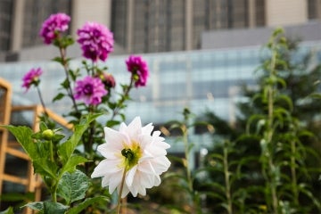 a closeup of flowers near Robarts library
