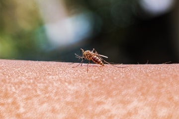 a close-up of a mosquito taking blood from a person