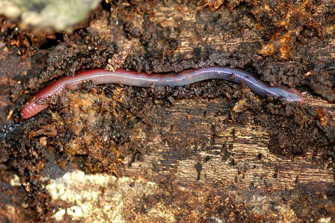 photo of earthworm on ground