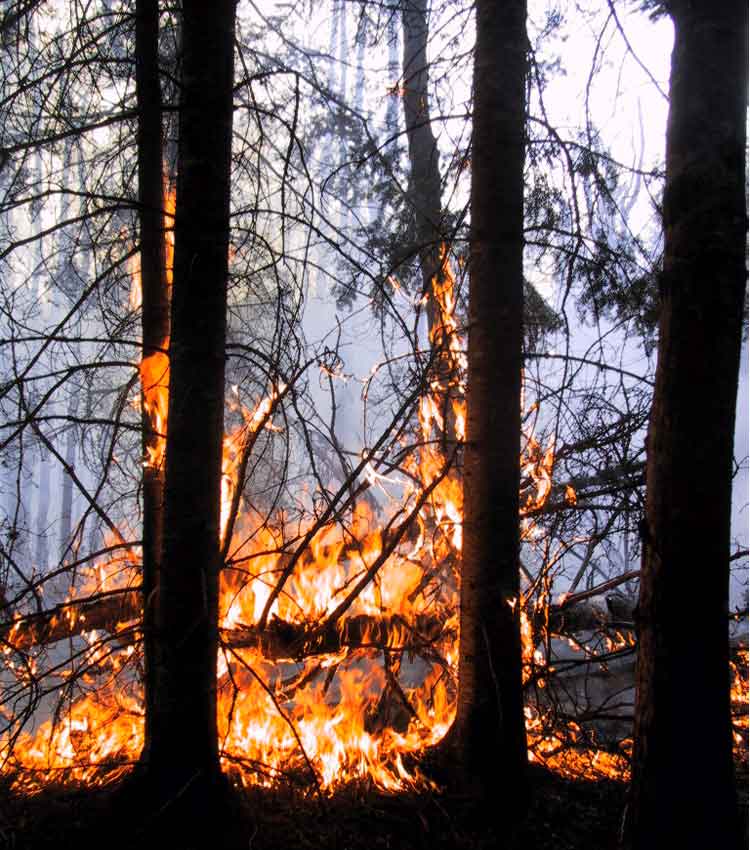 close-up photo of fire