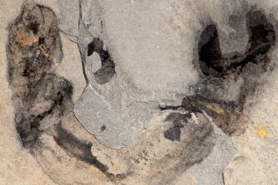Photo of fossil of porous tubes where Oesia disjuncta would have lived