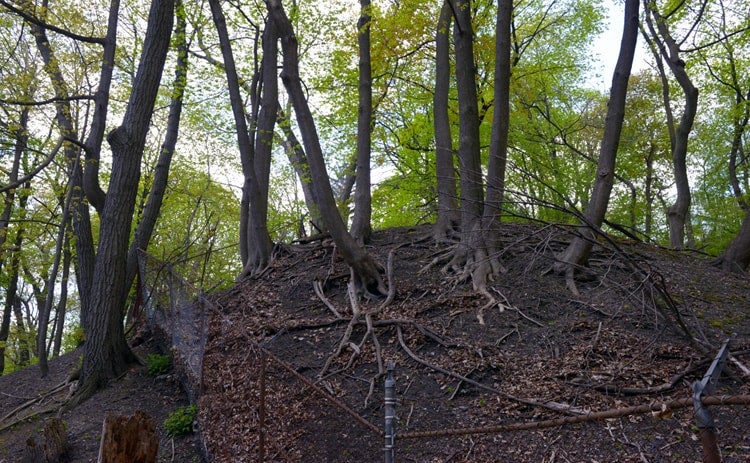 photo of ravine showing trees andchain-link fence
