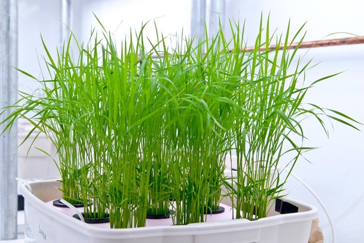photo of rice growing in lab