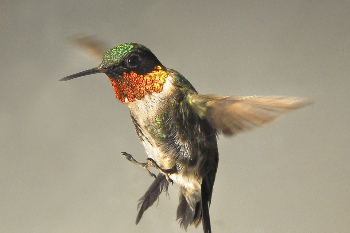 Photo of hummingbird