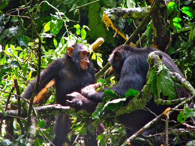 chiimps socializing