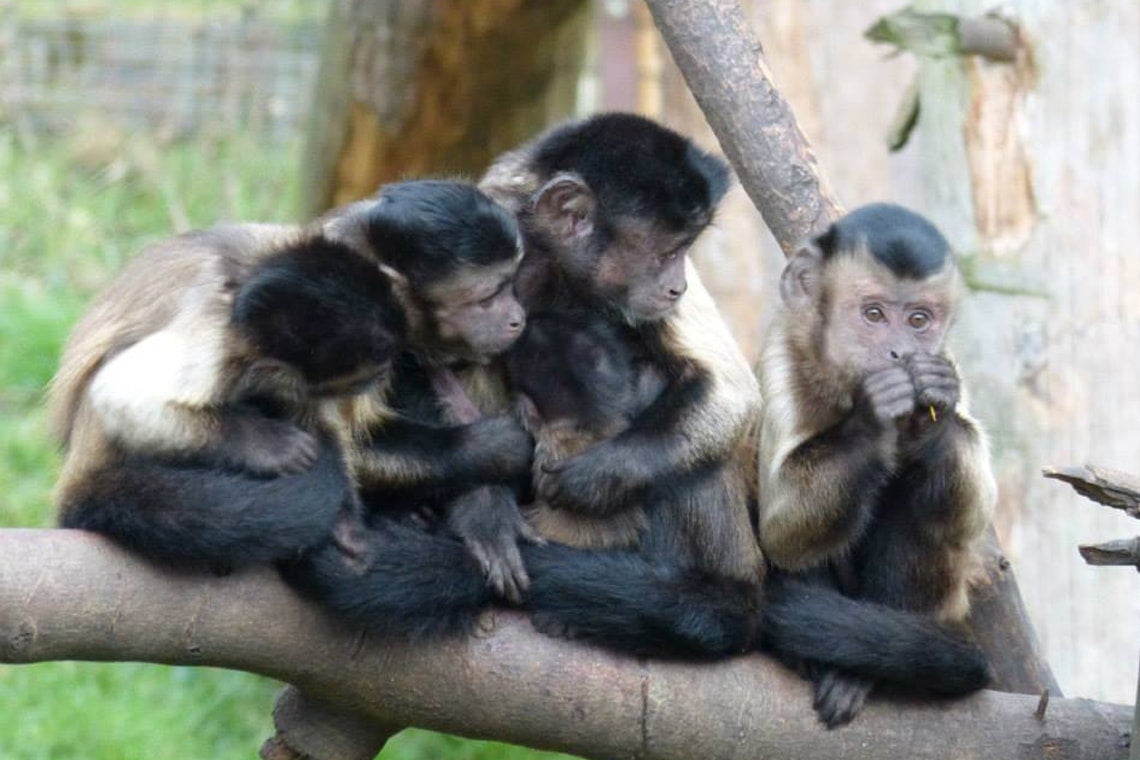 Capuchin Monkey, Our Animals