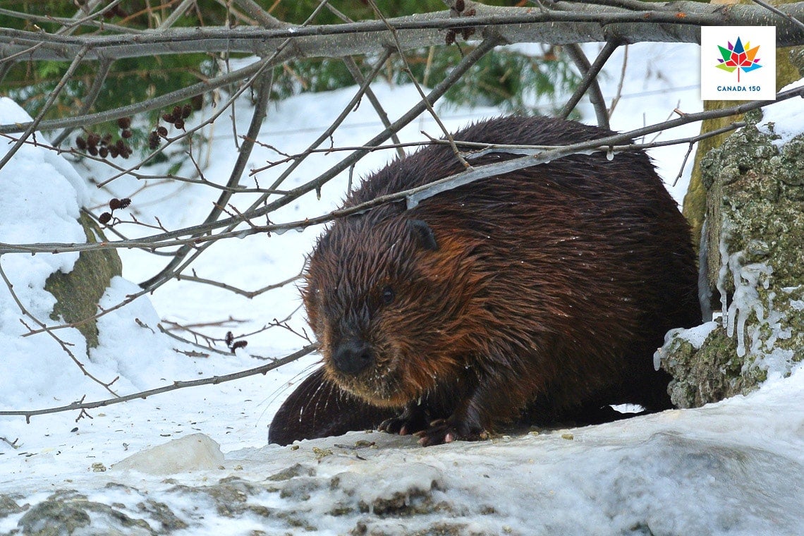 Photo of beaver