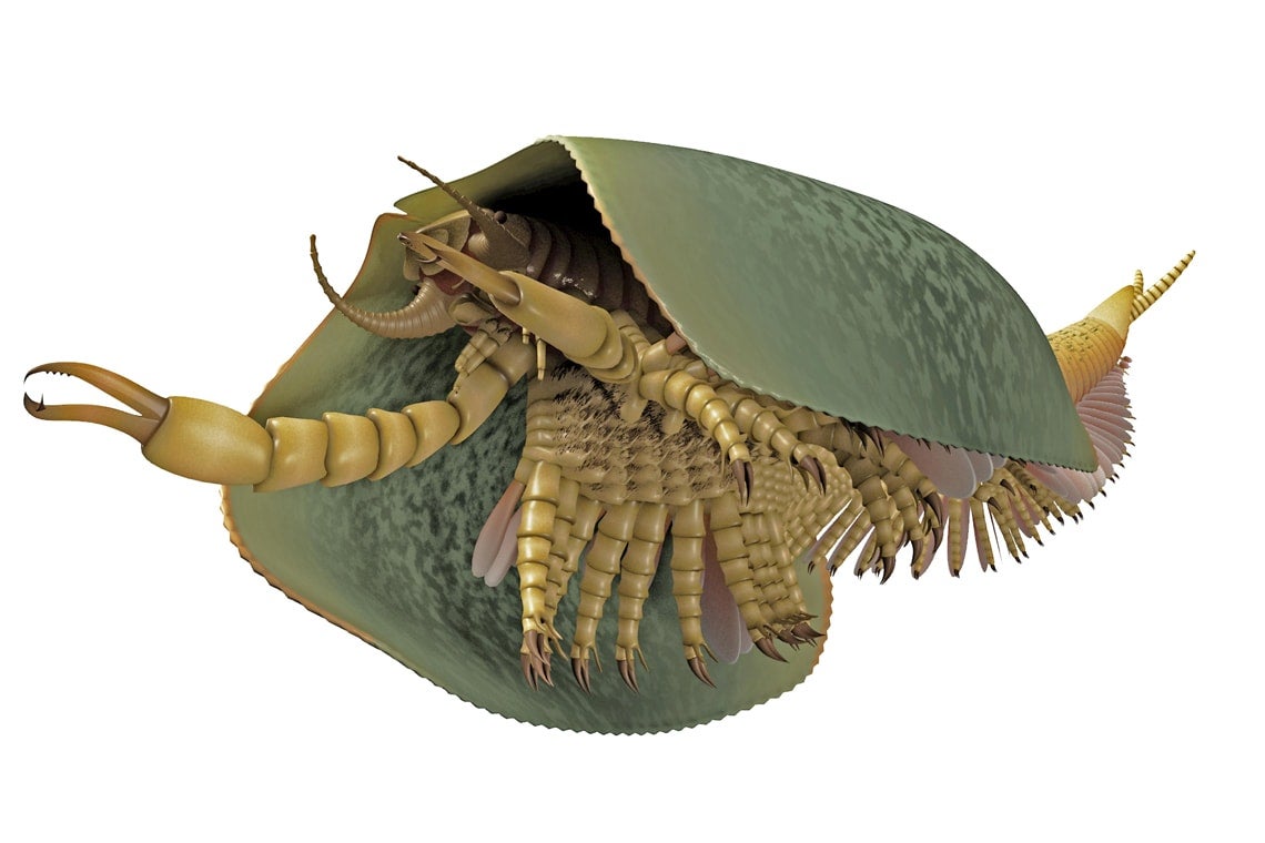 illustration of mandible fossil