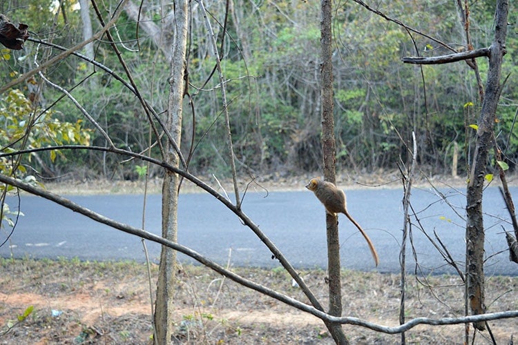 photo of lemur