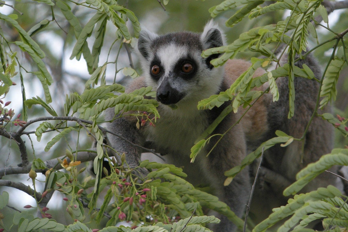 Humming lemurs? UTM researcher decodes the secret language of ring-tailed  lemurs