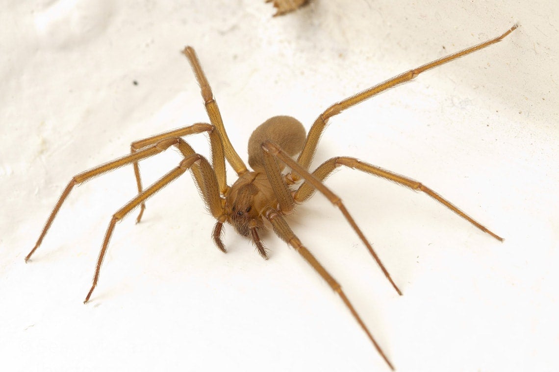 Brown Recluse Spider Look Alike