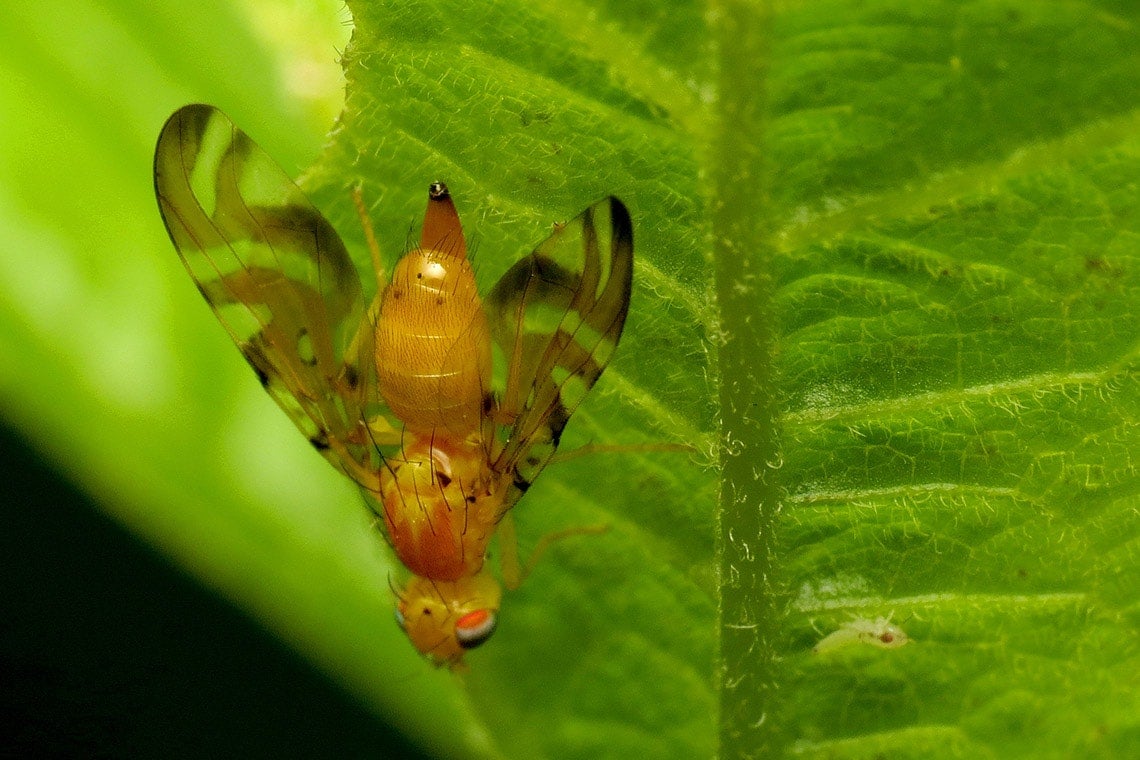 Photo of a fruit fly