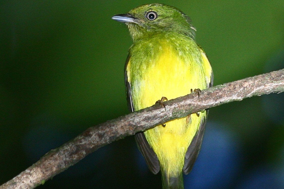 Photo of gold-crowned manakin
