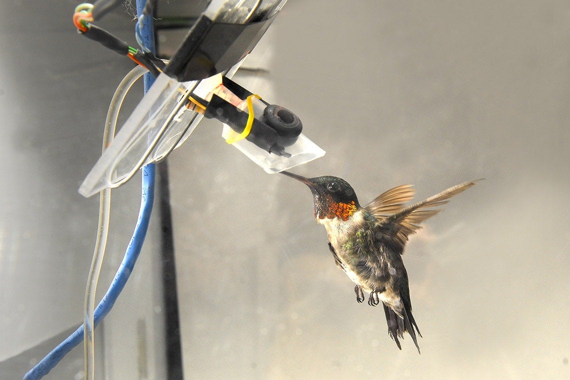 Photo of hummingbird feeding from a tube