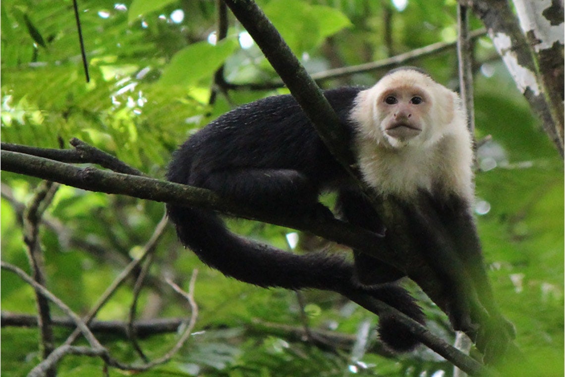 Photo of white-faced capuchin monkey 