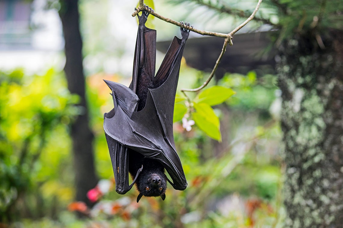photo of a fruit bat hanging in a tree