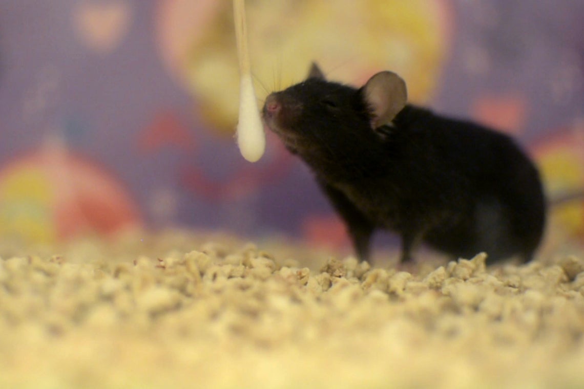 Photo of mouse sniffing cotton swab