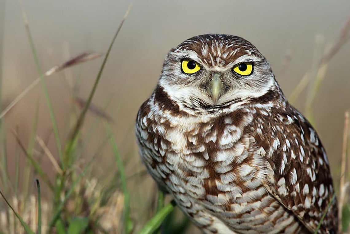 Photo of burrowing owl