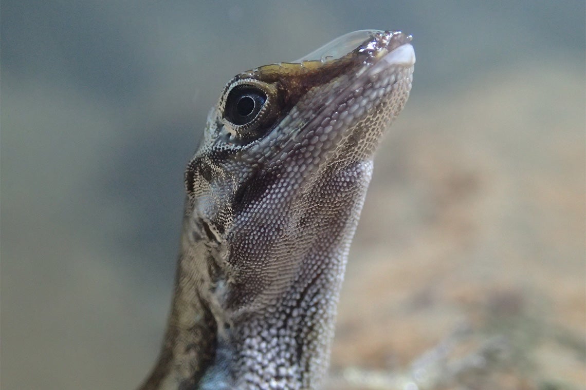 Close-up of an Anolis lizard 