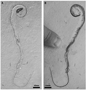 Fossil of Tetrapodophis amplectus