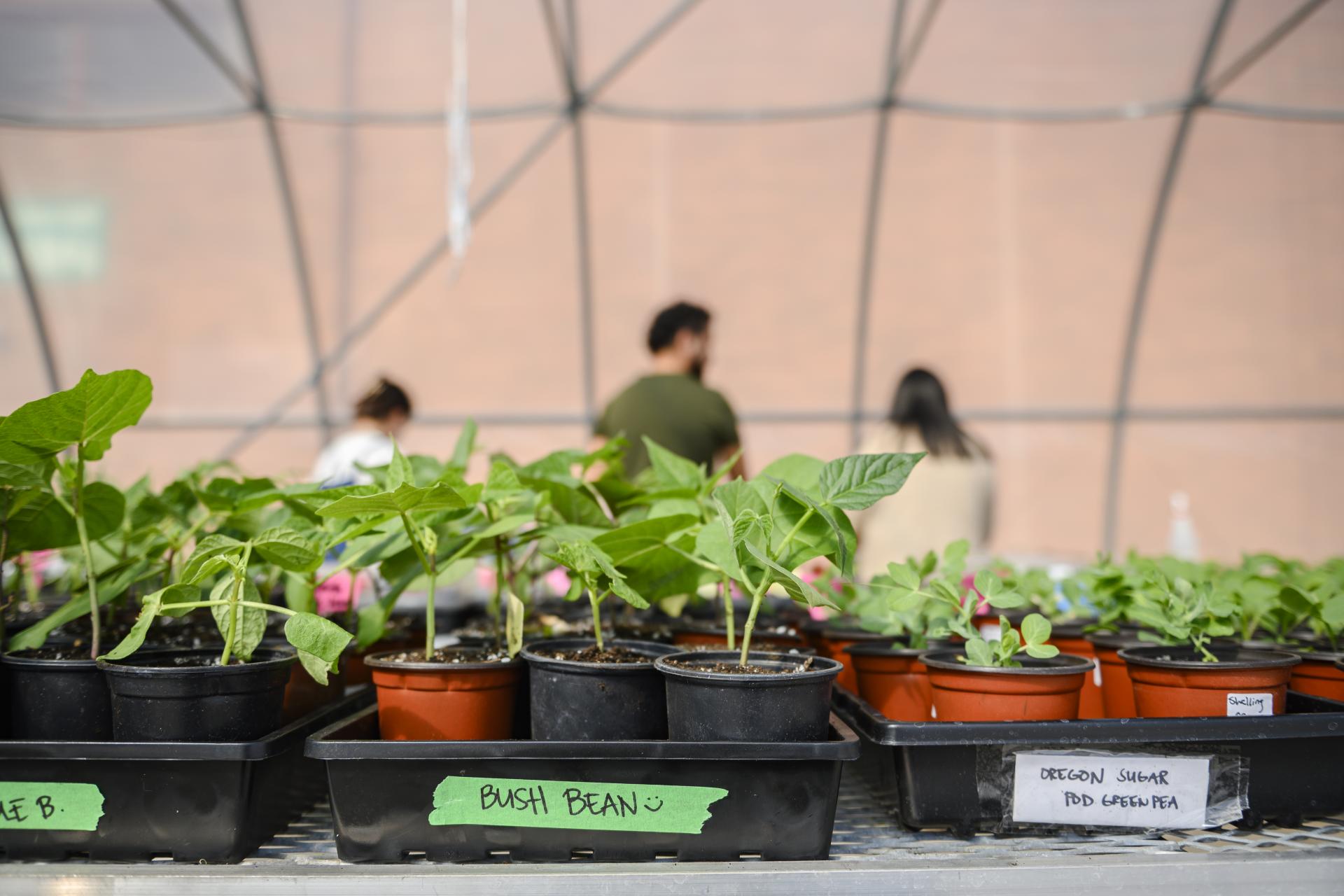 a close up of some bush beans being grown in the CICS greenhouse