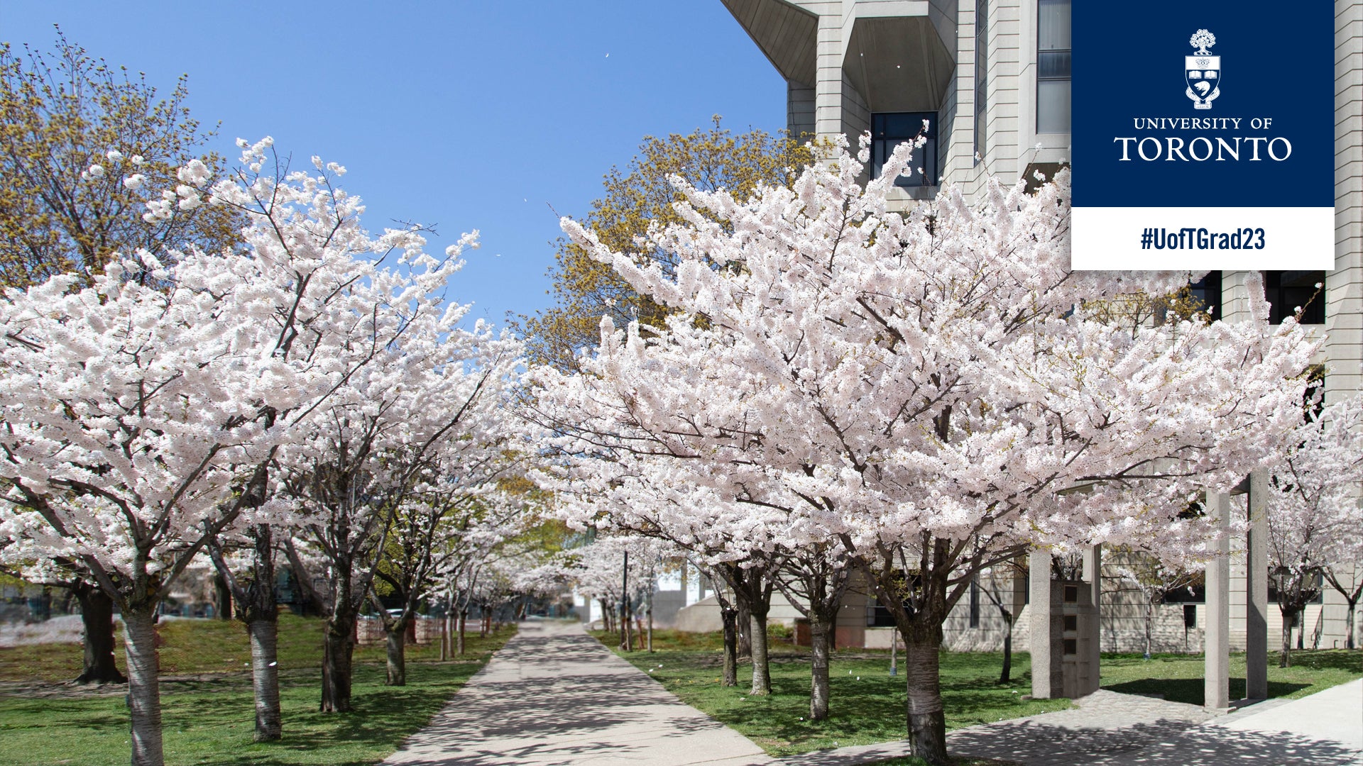 Cherry blossoms spring convocation 2023 Zoom background