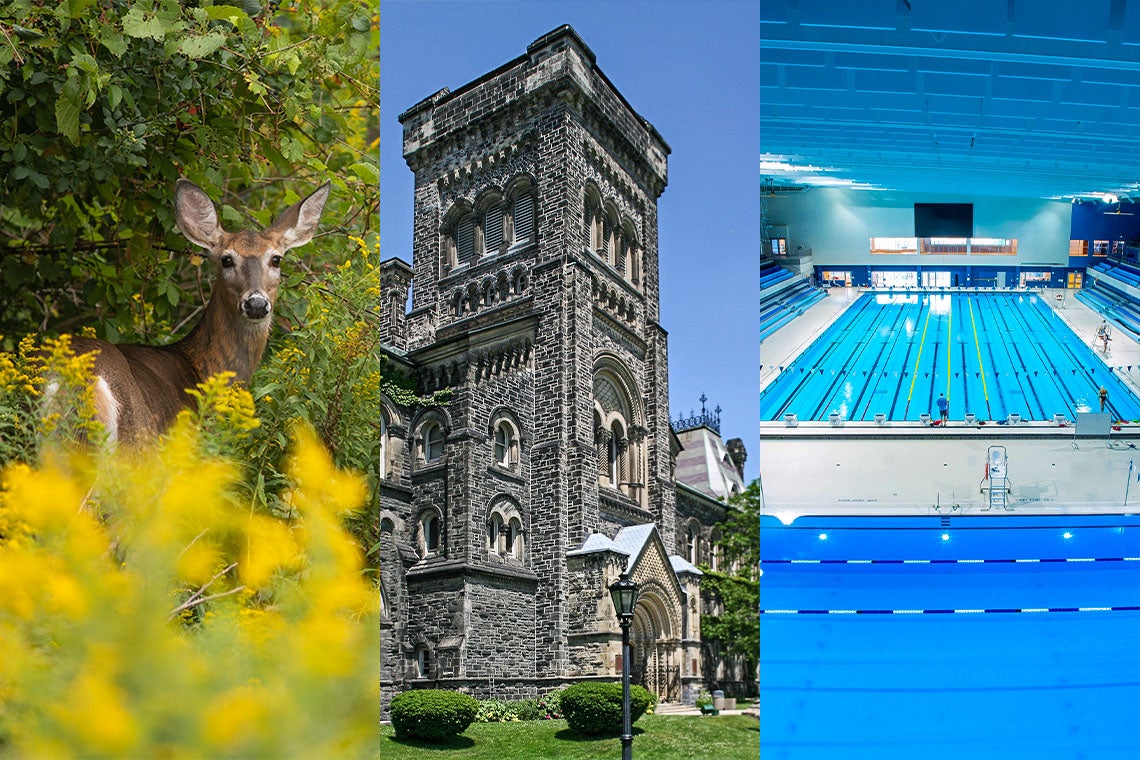 deer at UTM campus, the facade of university college at st. george, and the swimming pool at the pan am centre at u of t Scarborough