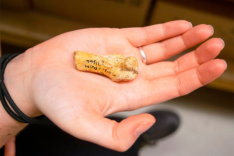 Lead author Ashley Reynolds holds the Smilodon fatalis metacarpal from Medicine Hat, Alberta.