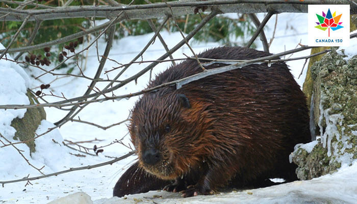 Sequencing the genome of a Canadian icon