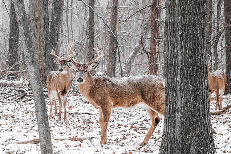 Buck in snow