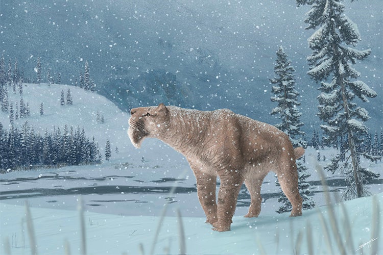 Illustration of Smilodon fatalis