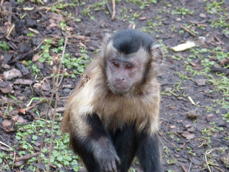 Tufted Capuchin Monkeys - Language Research Center