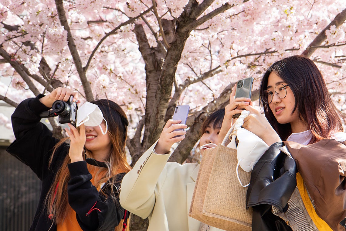 Three students take in the cherry blossoms outside of Robarts Library