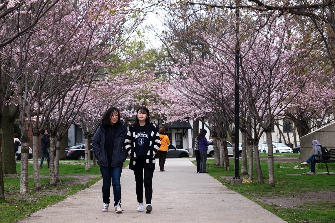 Cherry blossoms outside Robarts Library
