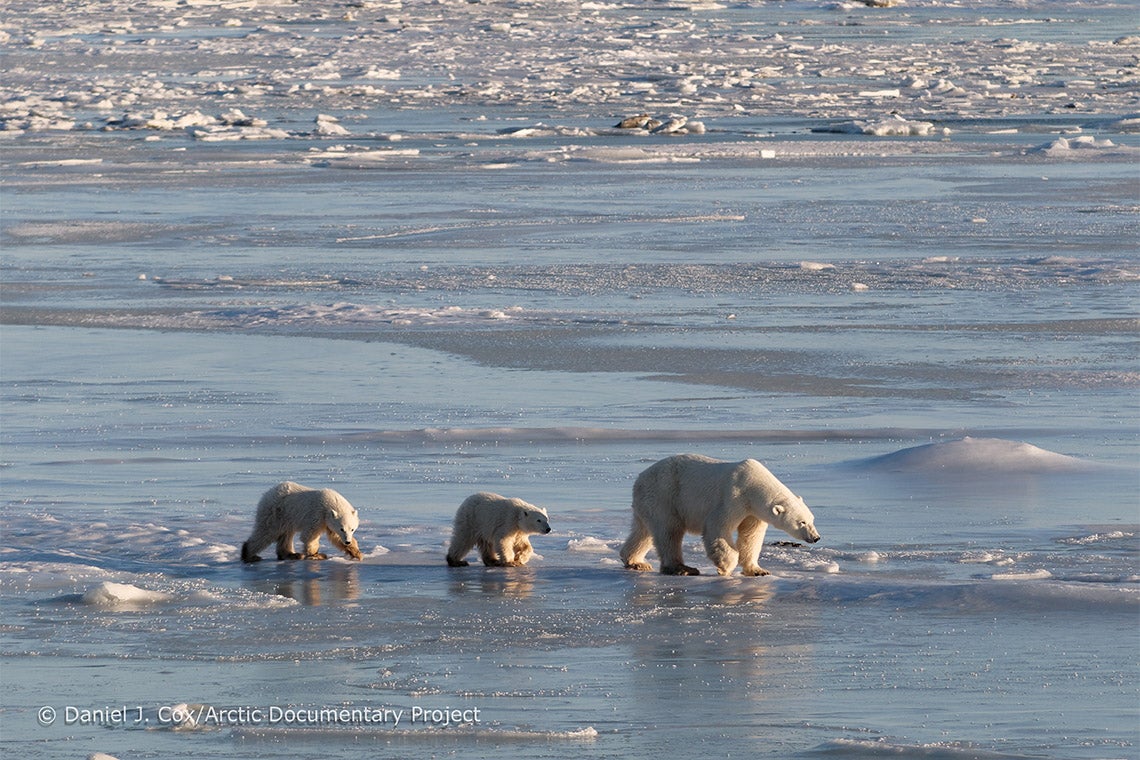 photo of polar bears in Arctic waters