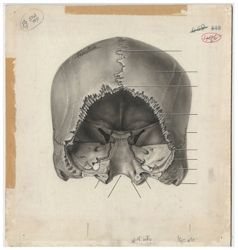 Skull drawing by Dorothy