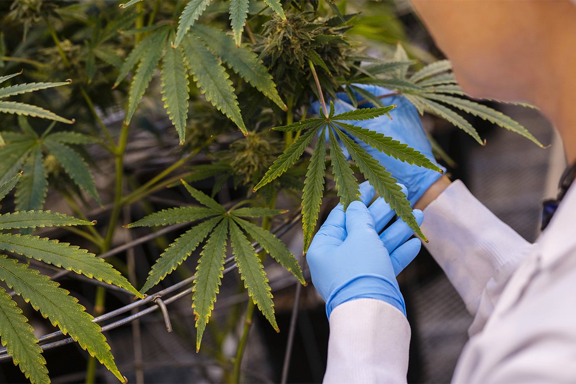 person in lab coat and latex gloves handles a marijuana plant