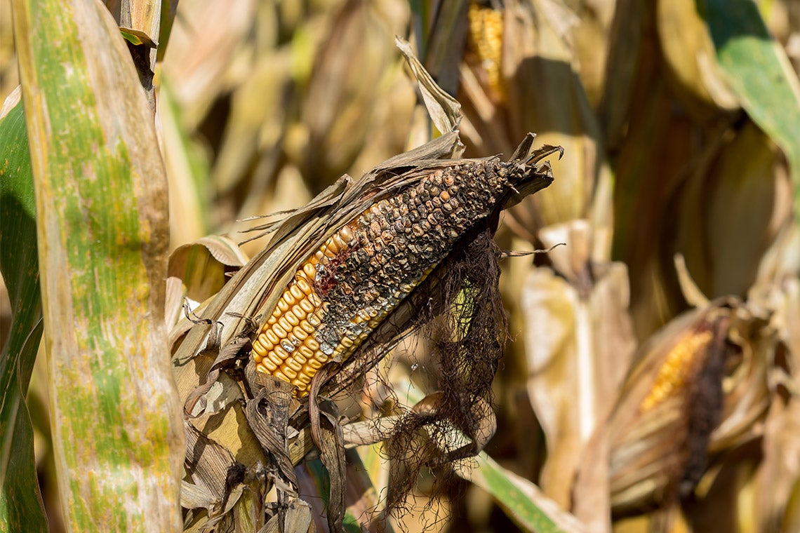 rotting corn in a field caused by disease