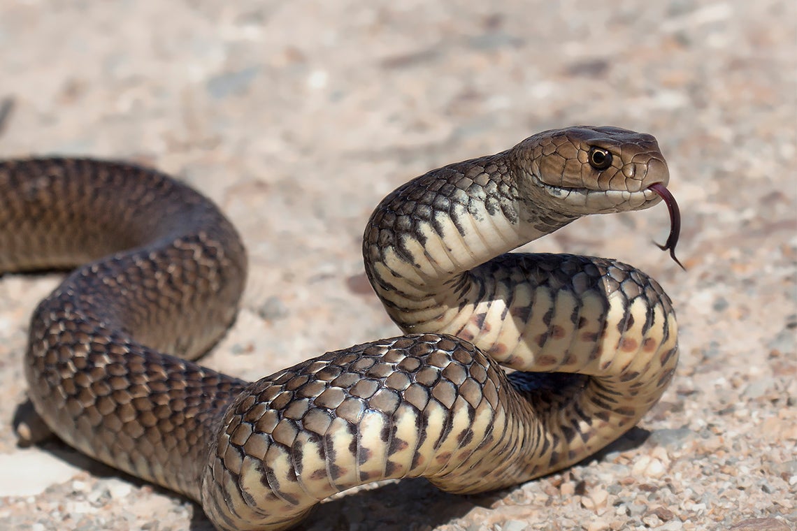 An Eastern Brown snake