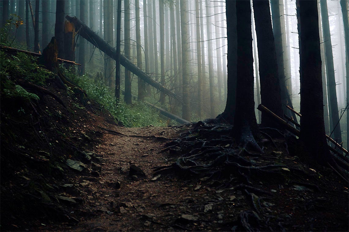 a path winds through a dark forest