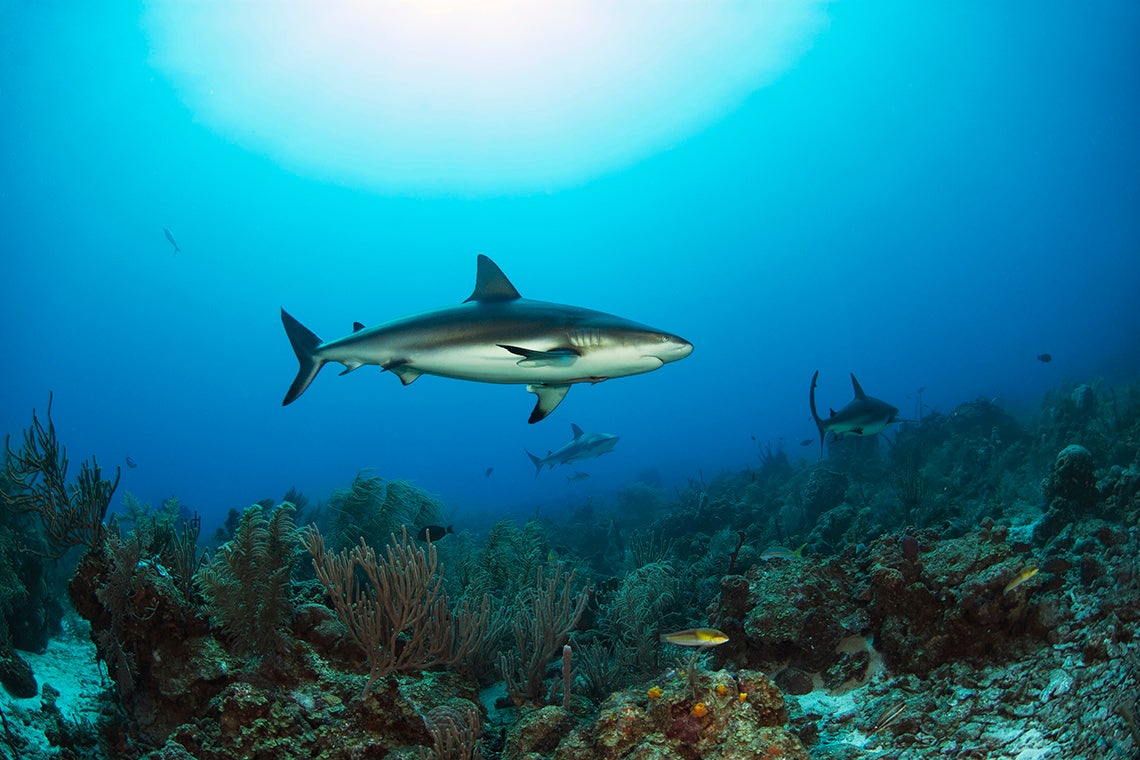 Sharks swimming by coral reef in Florida