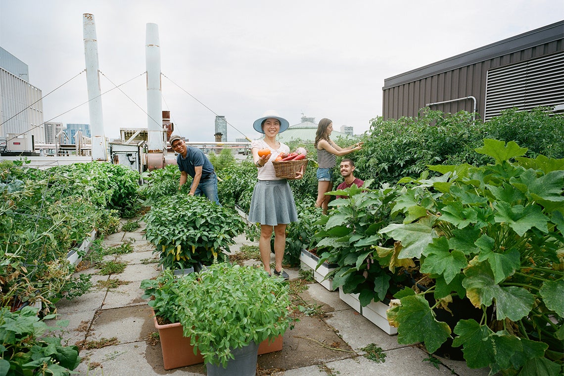 a group of students works on the Lassonde building rooftop vegetable garden