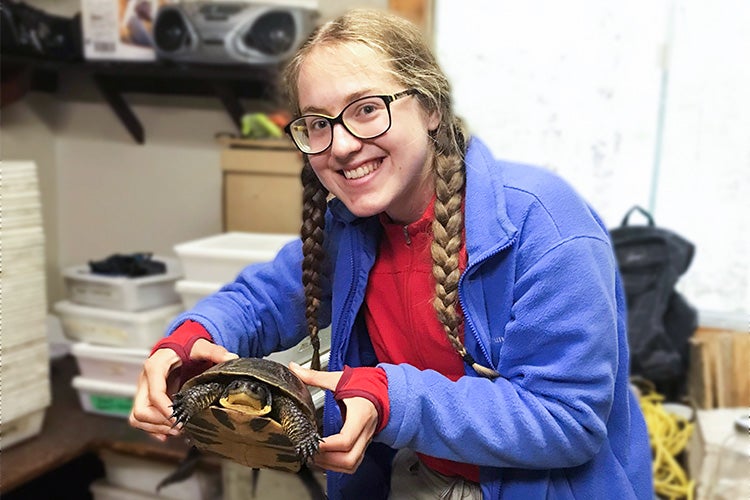 Hayley Vlcek holds a Blanding's turtle in the lab at the Wildlife Research Station