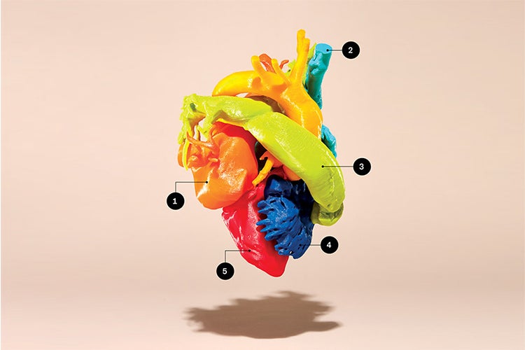 3d printed model of the heart 