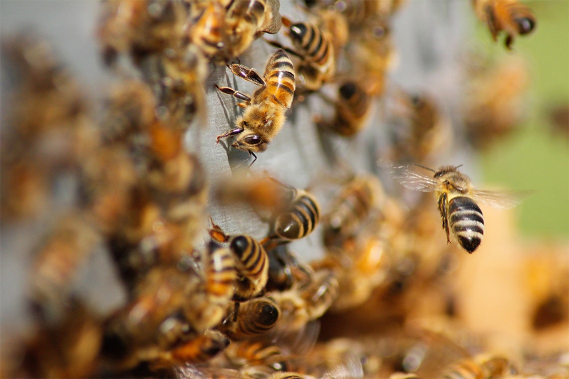 Honeybees on a honeycomb