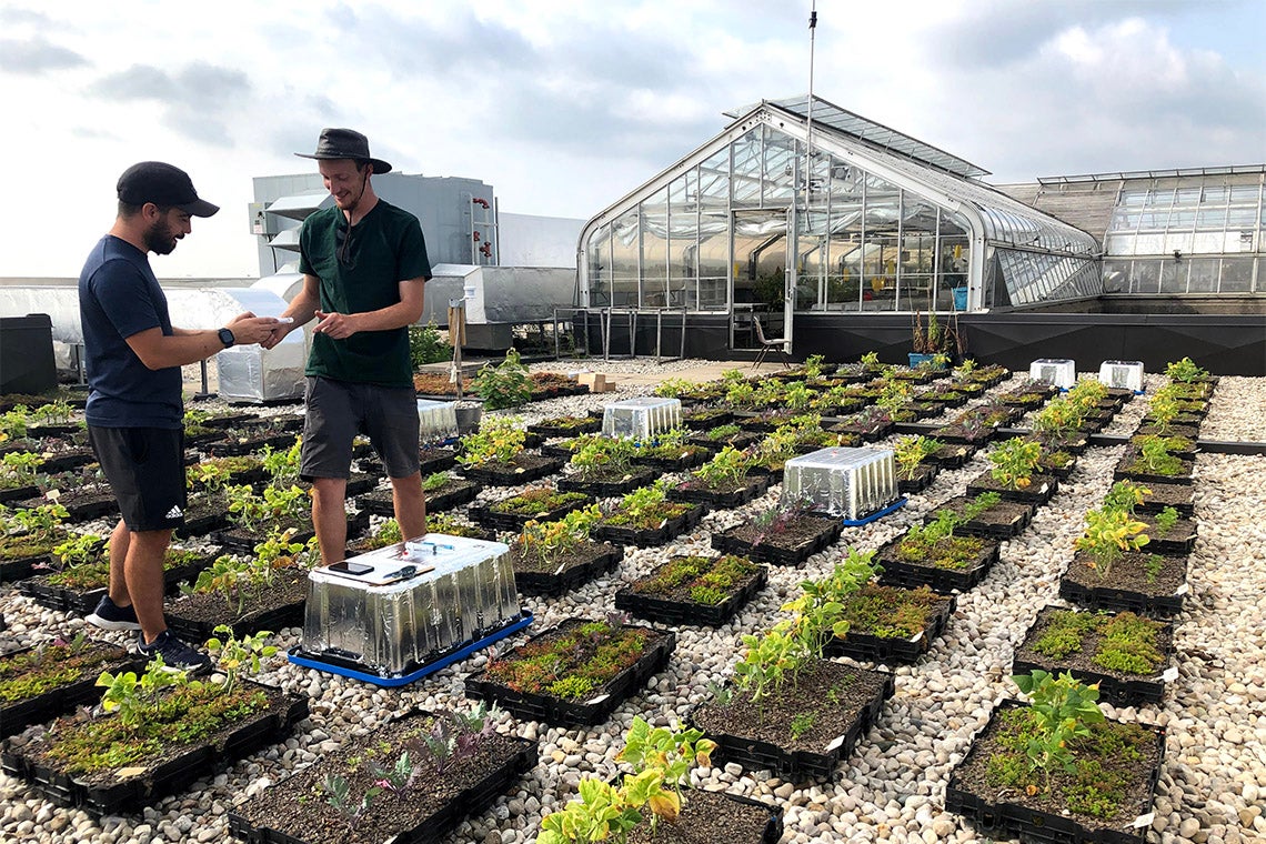 two people gardening on a University of Toronto Scarborough campus rooftop